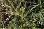 Hairy cowpea